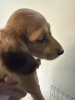Russel, a male Miniature Dachshund for sale in Trenton, NJ – 4 of 9