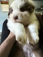 Beverly, a female Australian Shepherd for sale in Trenton, NJ – 2 of 10