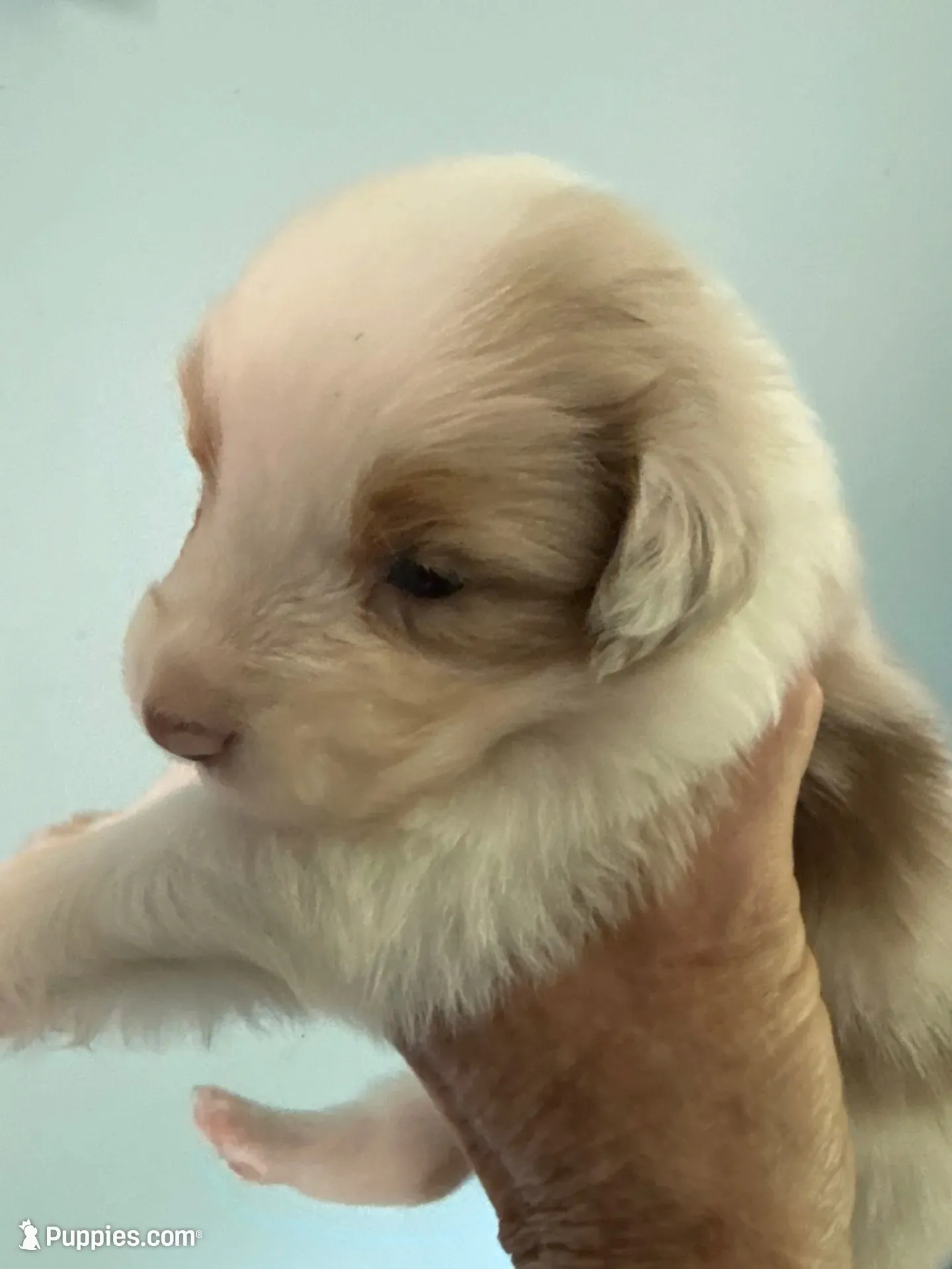 Atlas, a male Australian Shepherd for sale in Trenton, NJ – 6 of 10