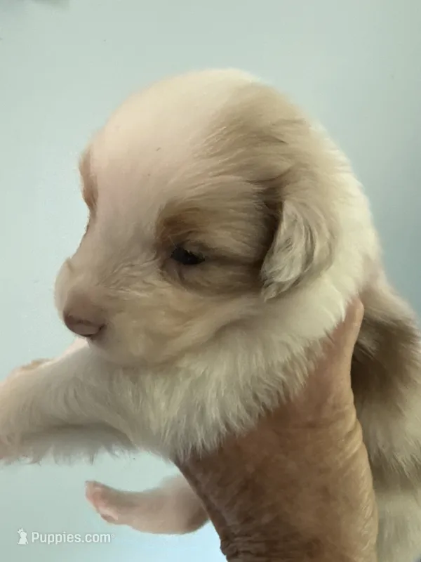 Atlas – Australian Shepherd puppy for sale in Trenton, NJ