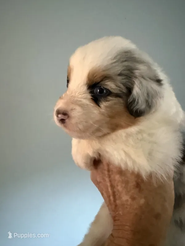 Ethan – Australian Shepherd puppy for sale in Trenton, NJ