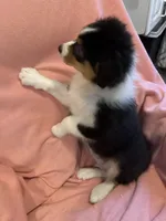 Alan, a male Australian Shepherd for sale in Trenton, NJ – 7 of 7