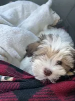 Ellie, a female Havanese for sale in Trenton, NJ – 5 of 5