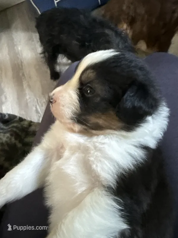 Esme – Australian Shepherd puppy for sale in Trenton, NJ