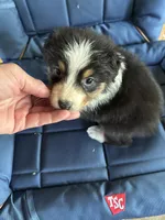 Alan, a male Australian Shepherd for sale in Trenton, NJ – 1 of 4