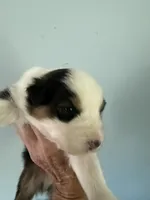 Everest, a male Australian Shepherd for sale in Trenton, NJ – 5 of 8