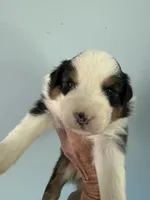 Everest, a male Australian Shepherd for sale in Trenton, NJ – 3 of 8