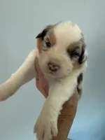 Ethan, a male Australian Shepherd for sale in Trenton, NJ – 4 of 10