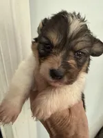Winnie, a female Pembroke Welsh Corgi for sale in Trenton, NJ – 1 of 3