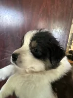 Allison , a female Australian Shepherd for sale in Trenton, NJ – 2 of 8