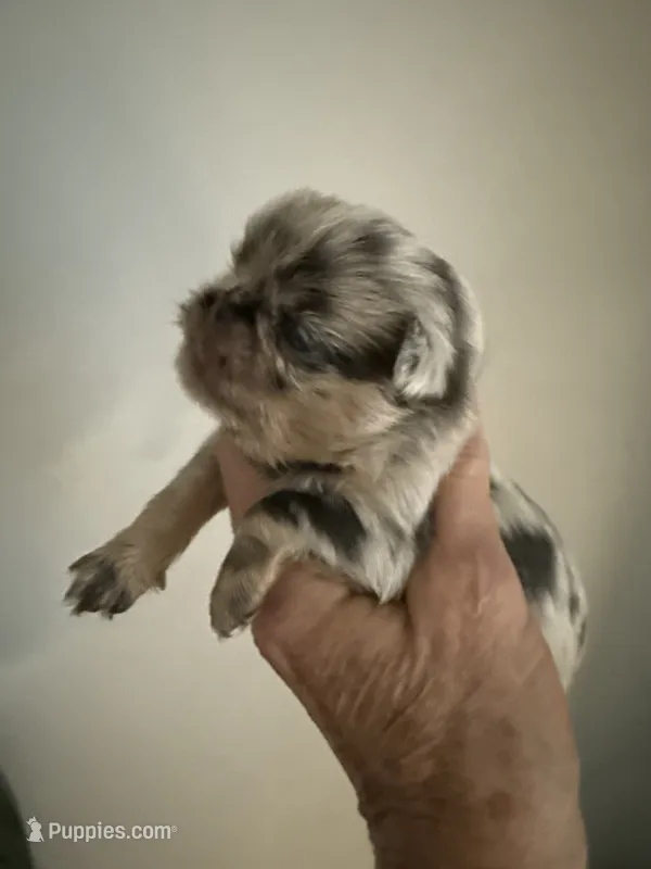 Thomas – Brussels Griffon puppy for sale in Trenton, NJ