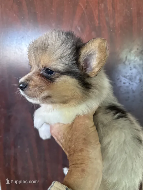 Wesley – Pembroke Welsh Corgi puppy for sale in Trenton, NJ