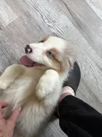 Baxter, a male Australian Shepherd for sale in Trenton, NJ – 9 of 10