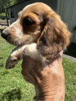 Ronnie, a male Miniature Dachshund for sale in Trenton, NJ – 7 of 8