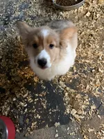 Steve, a male Pembroke Welsh Corgi for sale in Trenton, NJ – Photo 1 of 7