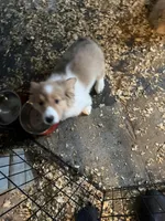 Steve, a male Pembroke Welsh Corgi for sale in Trenton, NJ – Photo 3 of 7