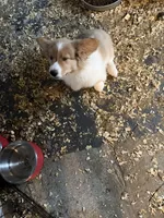 Steve, a male Pembroke Welsh Corgi for sale in Trenton, NJ – Photo 5 of 7