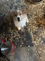 Steve, a male Pembroke Welsh Corgi for sale in Trenton, NJ – Photo 4 of 7