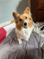 Steve, a male Pembroke Welsh Corgi for sale in Trenton, NJ – Photo 6 of 7