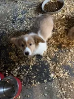 Steve, a male Pembroke Welsh Corgi for sale in Trenton, NJ – Photo 2 of 7