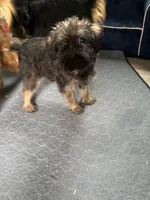 Lindy, a female Brussels Griffon for sale in Trenton, NJ – 9 of 10