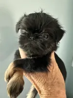 Calvin, a male Brussels Griffon for sale in Trenton, NJ – 2 of 9