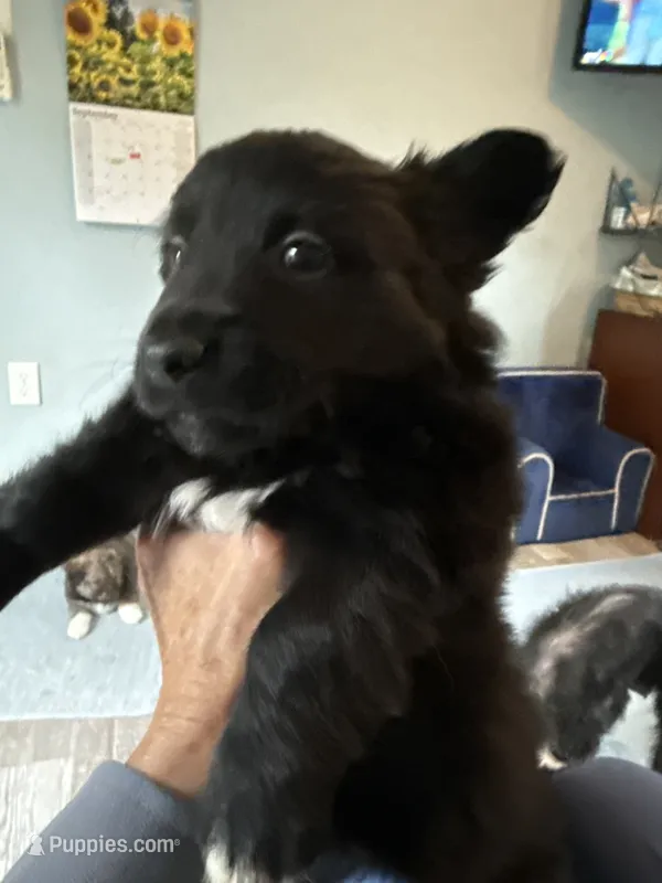 Pixie – Schipperke, Pembroke Welsh Corgi puppy for sale in Trenton, NJ