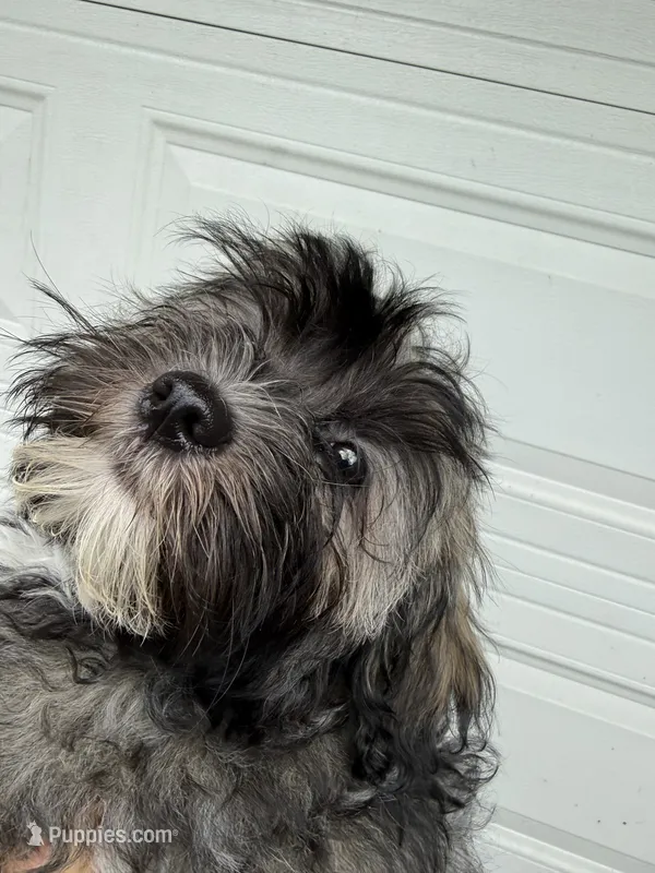 Justine – Havanese puppy for sale in Trenton, NJ