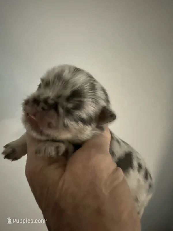 Thomas – Brussels Griffon puppy for sale in Trenton, NJ