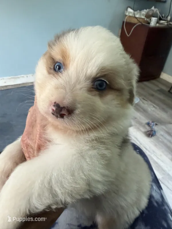 Baxter – Australian Shepherd puppy for sale in Trenton, NJ