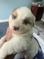 Baxter, a male Australian Shepherd for sale in Trenton, NJ – 7 of 10