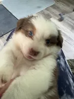 Bonnie, a female Australian Shepherd for sale in Trenton, NJ – 4 of 10