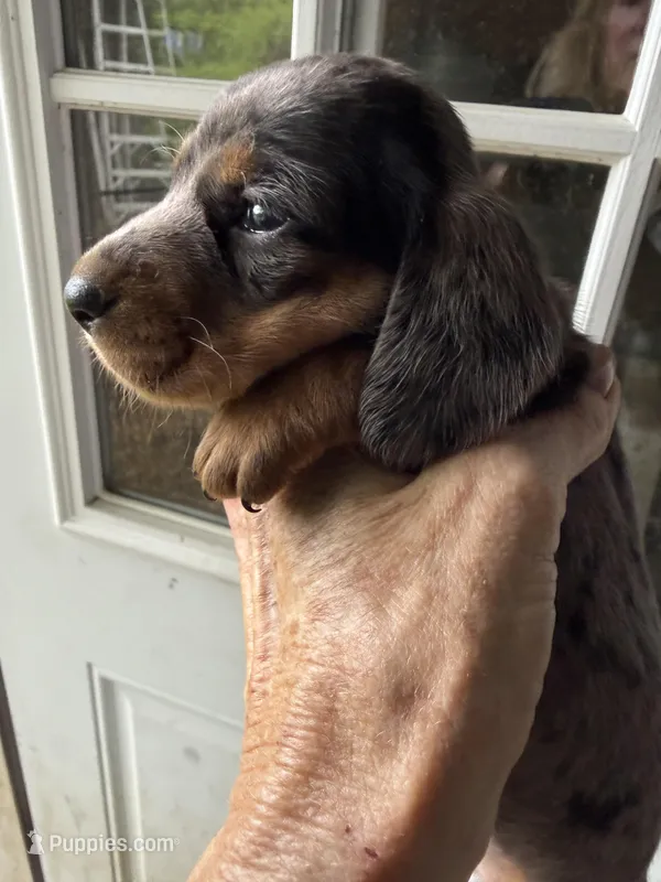 Rugger – Miniature Dachshund puppy for sale in Trenton, NJ