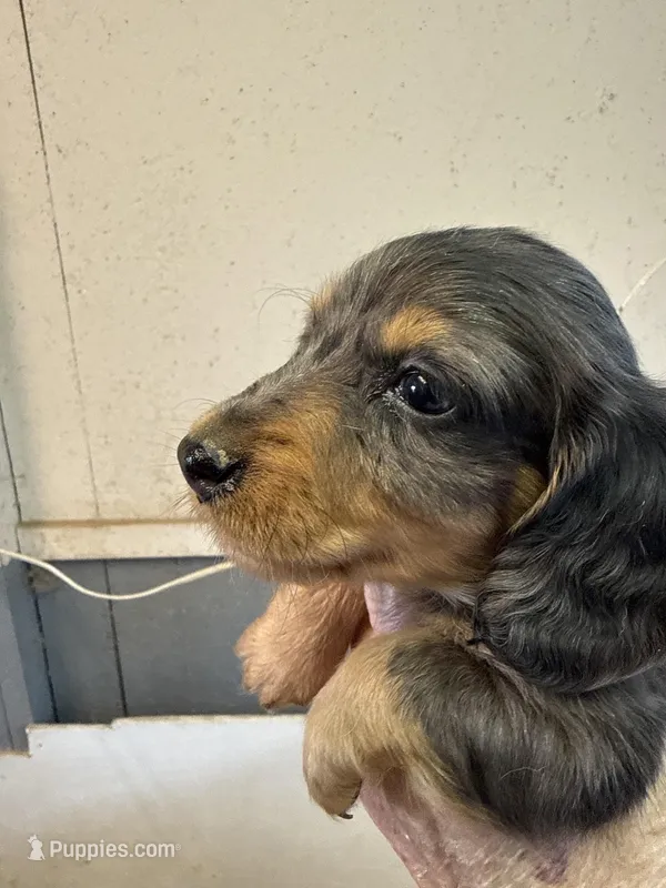 Rugger – Miniature Dachshund puppy for sale in Trenton, NJ