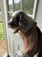 Rugger, a male Miniature Dachshund for sale in Trenton, NJ – Photo 3 of 3