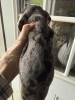 Rugger, a male Miniature Dachshund for sale in Trenton, NJ – Photo 2 of 3