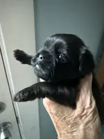 Sochi, a female Brussels Griffon for sale in Trenton, NJ – 4 of 6