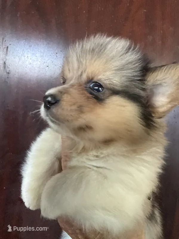 Wesley – Pembroke Welsh Corgi puppy for sale in Trenton, NJ