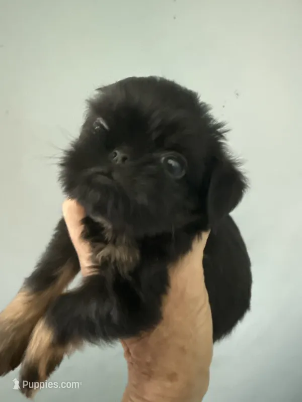 Caroline – Brussels Griffon puppy on hold in Trenton, NJ