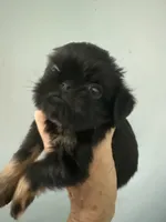 Caroline, a female Brussels Griffon for sale in Trenton, NJ – 1 of 8