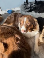 Aiden, a male Australian Shepherd for sale in Trenton, NJ – 5 of 5