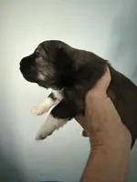 Petra, a female Schipperke and Pembroke Welsh Corgi for sale in Trenton, NJ – 2 of 4