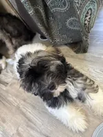 Justine, a female Havanese for sale in Trenton, NJ – 1 of 10