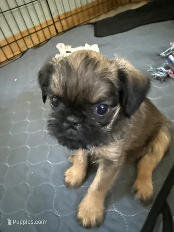 Lexi – Brussels Griffon puppy for sale in Trenton, NJ