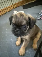 Lexi, a female Brussels Griffon for sale in Trenton, NJ – 2 of 9