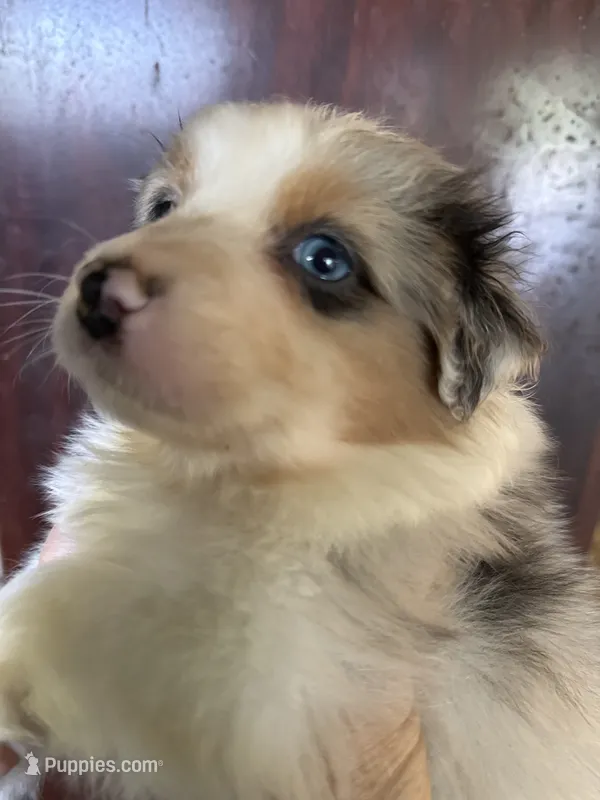 Aiden – Australian Shepherd puppy for sale in Trenton, NJ