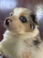 Aiden, a male Australian Shepherd for sale in Trenton, NJ – 1 of 10