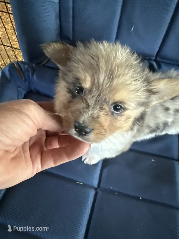 Wexford – Pembroke Welsh Corgi puppy for sale in Trenton, NJ