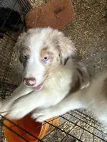 Atlas, a male Australian Shepherd for sale in Trenton, NJ – 10 of 10