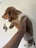 Russel, a male Miniature Dachshund for sale in Trenton, NJ – 8 of 9